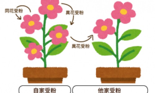 龟鹿补肾丸和金匮肾气丸的区别-龟鹿补肾丸和片哪个好,中国龟鹿补肾丸和金匮肾气丸有什么区别网站